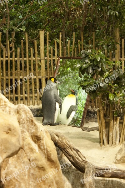 Penguin Zoo Conceited Free Photos