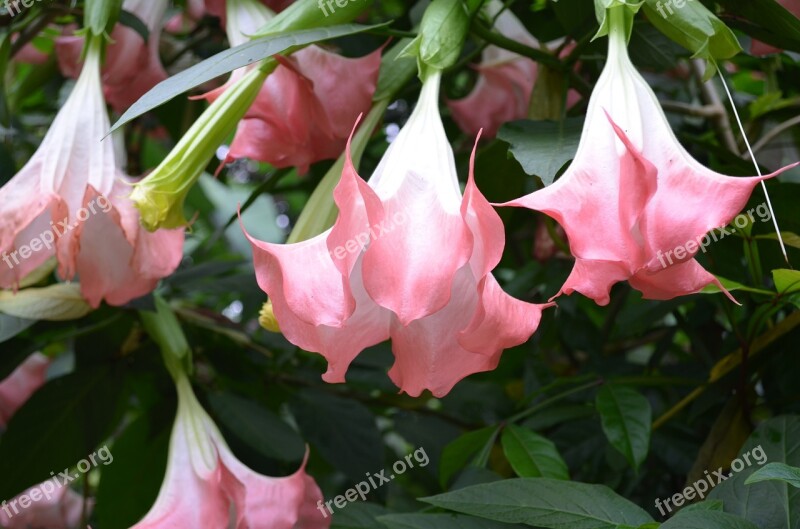 Petunia Flower Pink Sri Lanka Natural