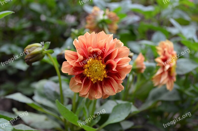 Orange Dahlia Flower Petals Green Sri Lanka