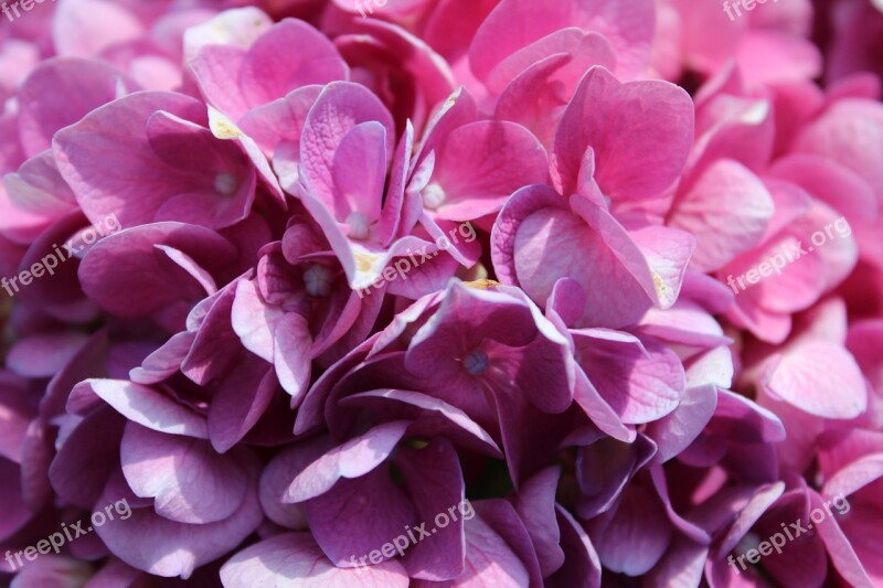 Hydrangeas Flowers Petals Violet Beauty