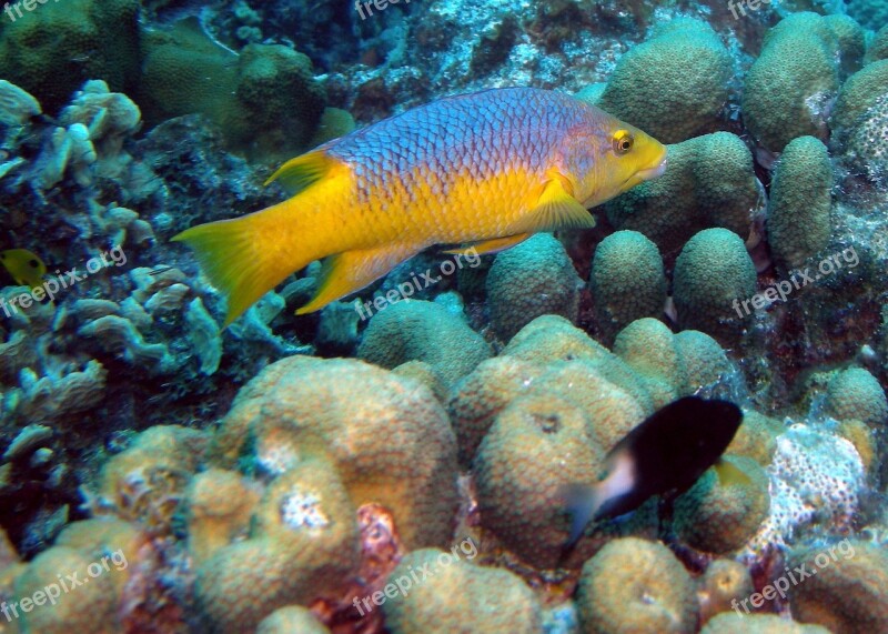 Fish Scuba Ocean Sea Underwater