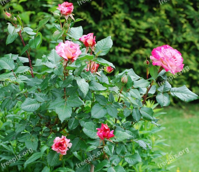 Roses Garden Rosebush Fragrance Bloom