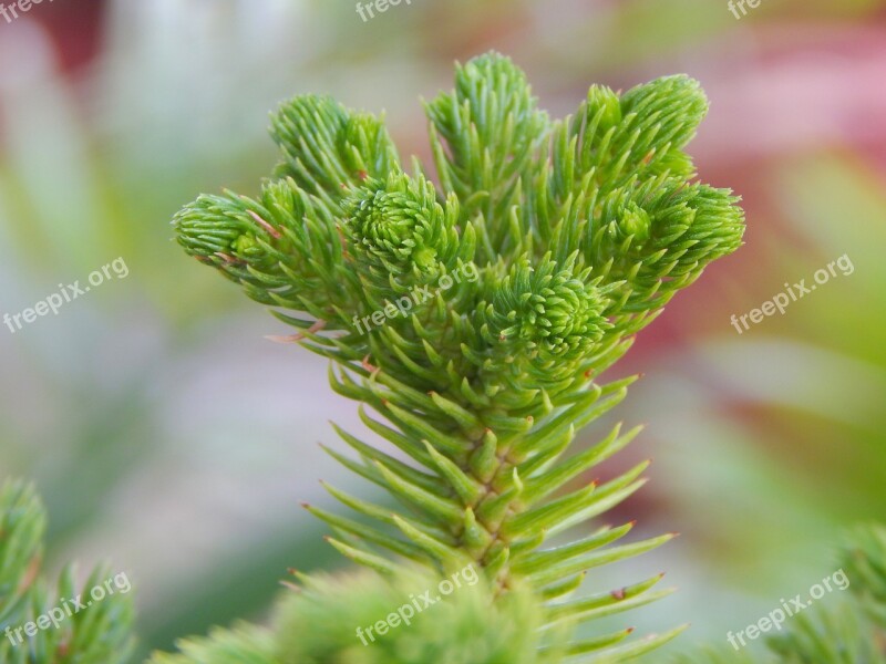 Tree Tree Flower Nature Flower Plant