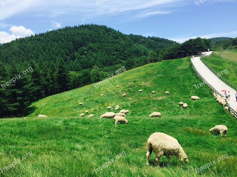 Daegwallyeong Yang The Flock A Flock Of Sheep Ranch