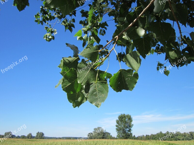 Populus X Canadensis Poplar Tree Botany Flora