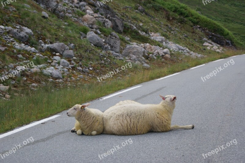 Sheep Path Peaceful Road Landscape