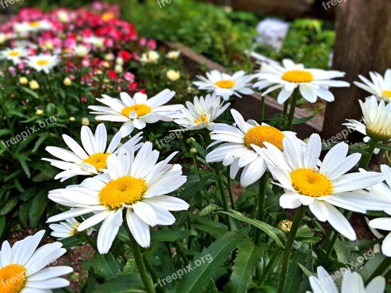 Flowers Garden Daisy Nature Green