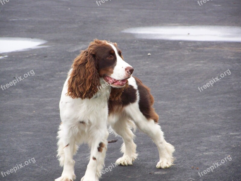 English Springer Spaniel Dog Pet