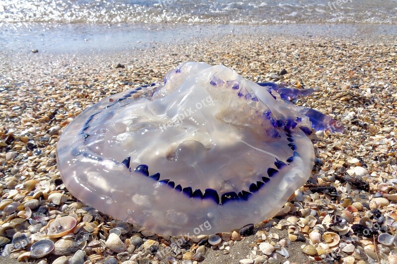 Medusa Sea Beach Water Tentacles