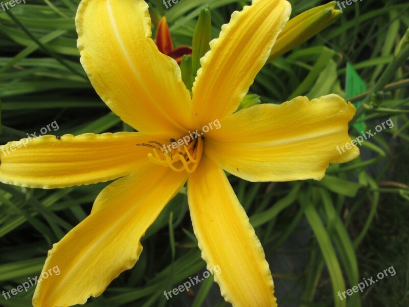 Day Lilies Garden Flowers Yellow Free Photos