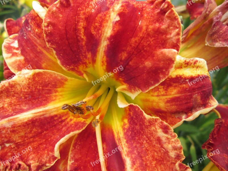 Day Lilies Garden Flowers Free Photos