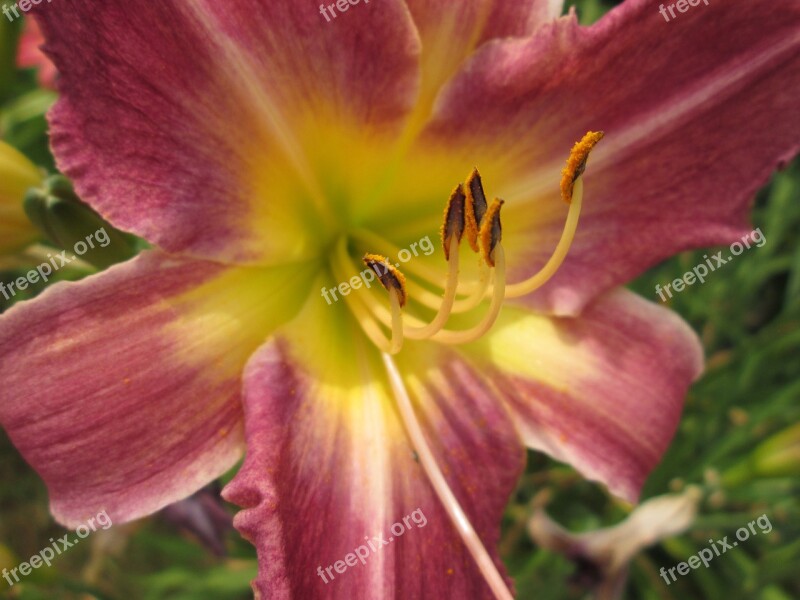 Day Lilies Flowers Garden Free Photos