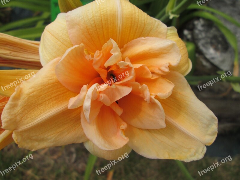 Day Lilies Flowers Garden Free Photos