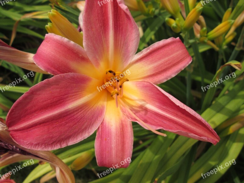 Day Lilies Flowers Garden Free Photos