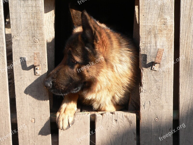 Animal Dog Is Watching Loyalty Portrait