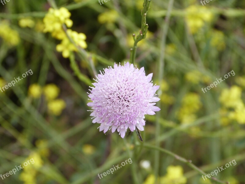 Flower Rosa Spring Nature Pink