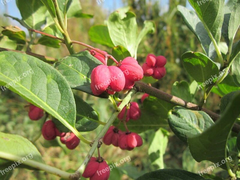 Euonymus Europaeus Spindle European Spindle Common Spindle Tree