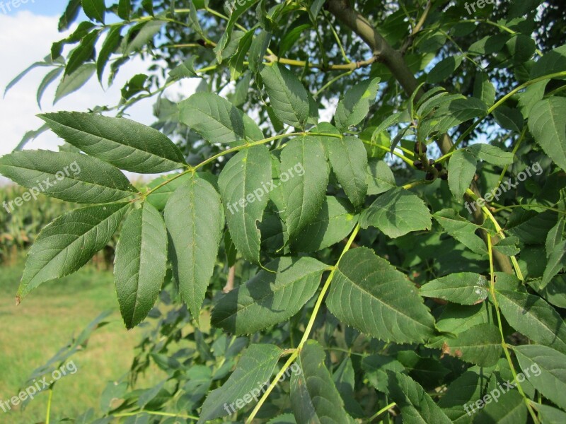 Fraxinus Excelsior Ash Common Ash European Ash Tree