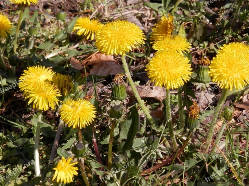 Dandelion Nature Buttercup Yellow Yellow Flower