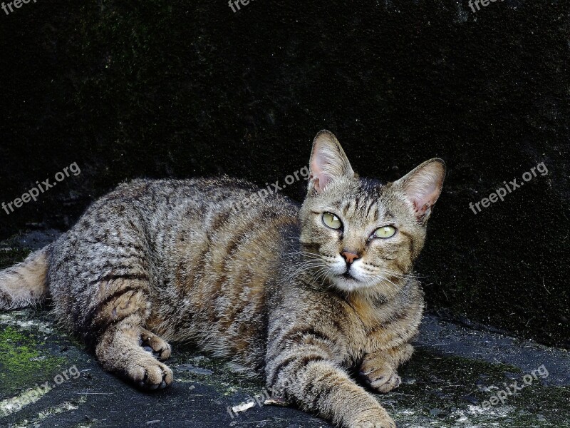 Cat Pet Cuteness Xie Sitting Position