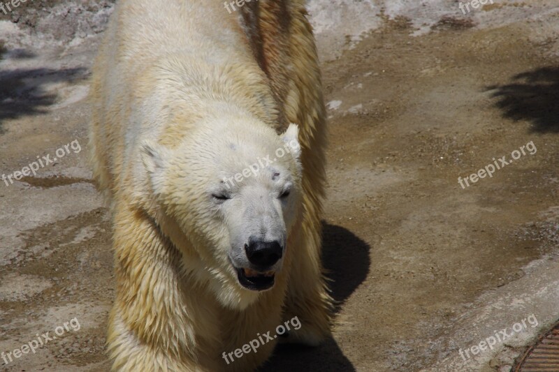 Polar Bear Free Photos