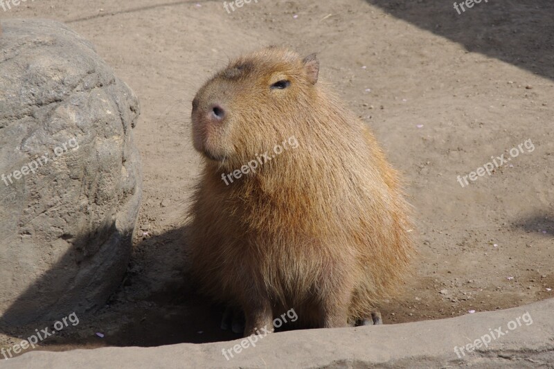 Capybara Eye-rolling Smiley Tweets From A Pupil Free Photos