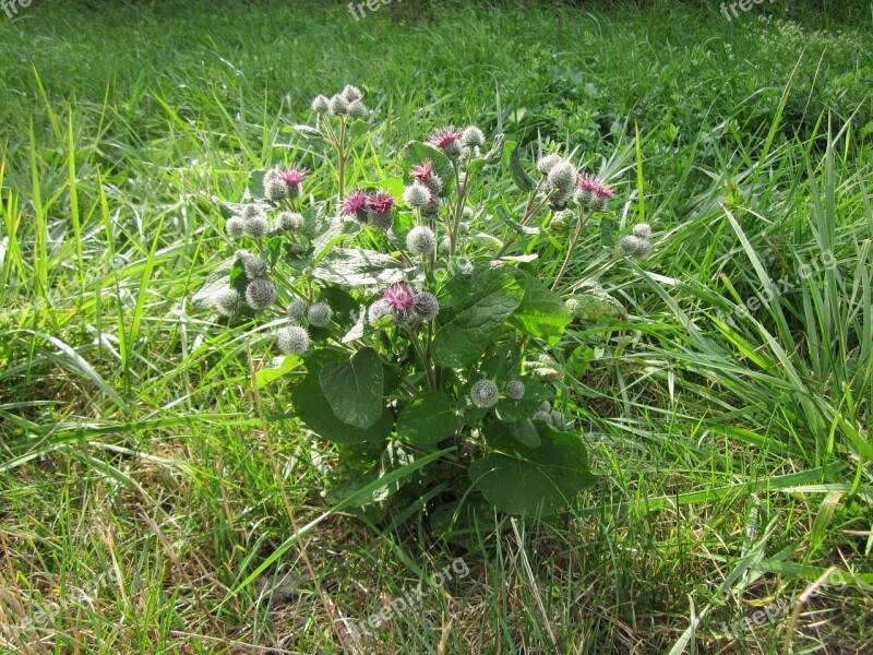 Arctium Tomentosum Downy Burdock Woolly Burdock Burdock Plant