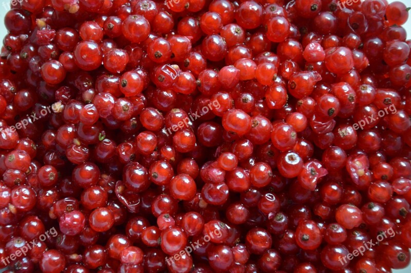 Currants Berries Red Juicy Garden