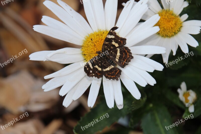 Flower Butterfly Nature Summer Flowers