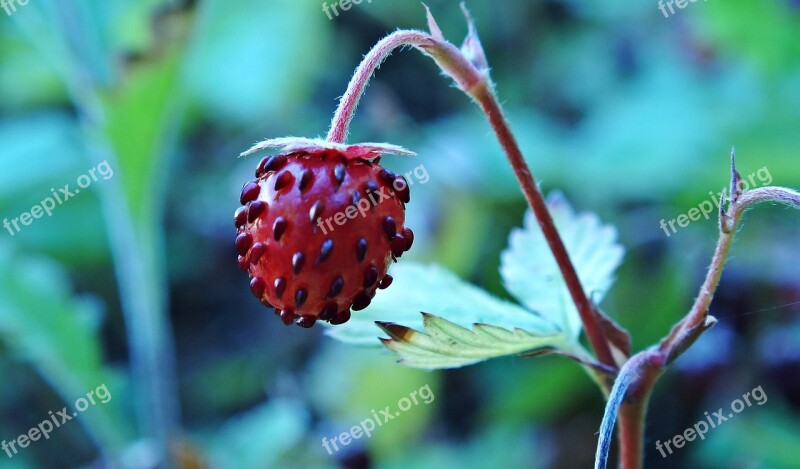 Fragaria Vesca Fruit Bush Free Photos