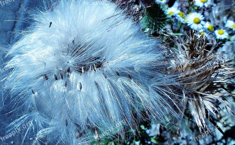 Thistle Weed Meadow Nature Spikes