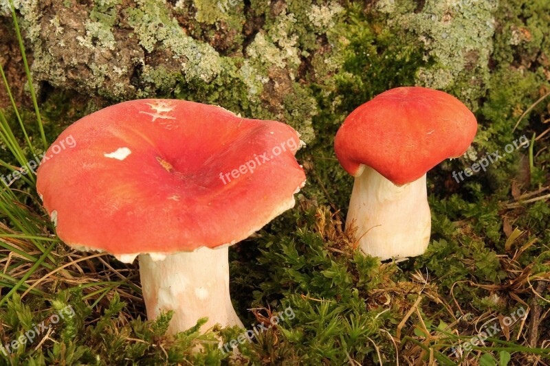 Mushrooms Fungus Toadstool Pair Stand