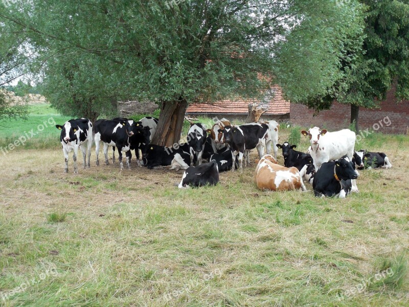 Cows Cattle Cops Pasture Agriculture