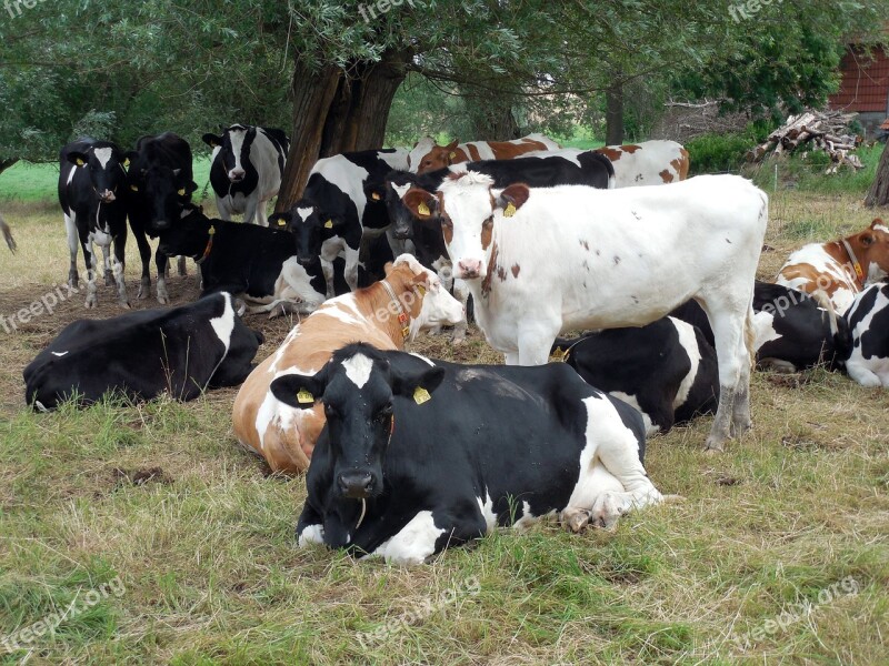 Cows Cattle Cops Pasture Agriculture