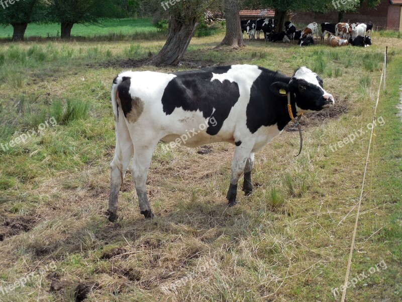 Cow Beef Bull Pasture Livestock