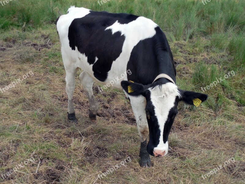 Cow Beef Bull Pasture Livestock