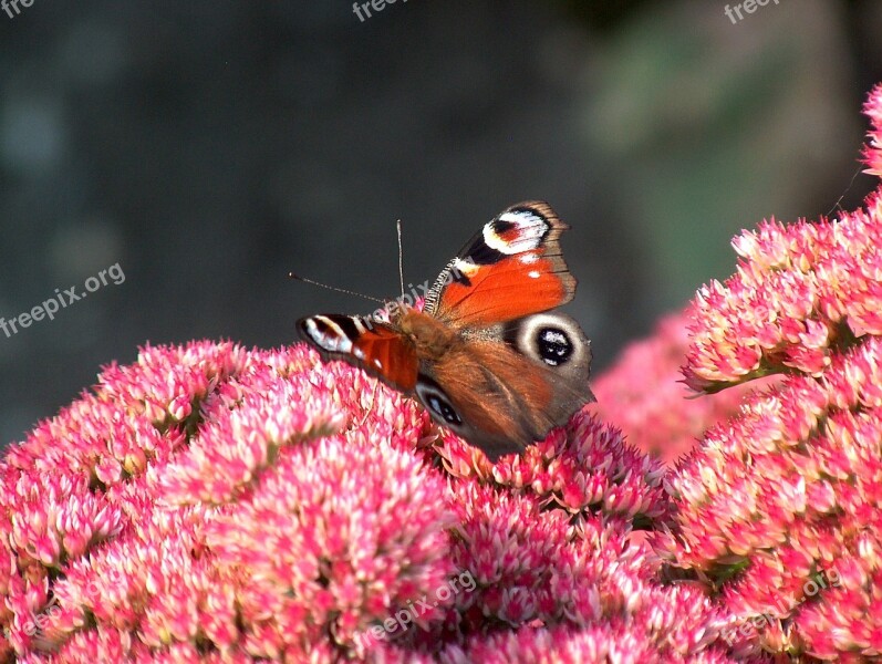 Nature Butterfly Insect Summer Animal