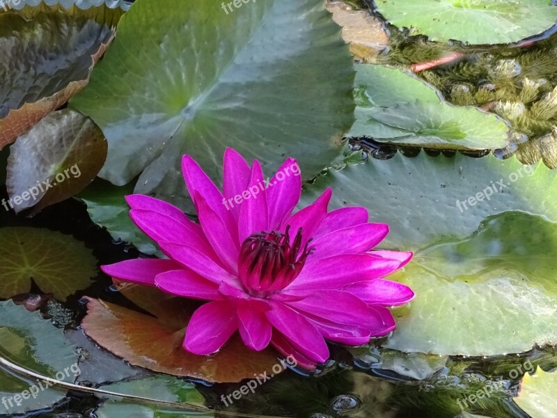 Water Lily Pink Nature Flower Bloom