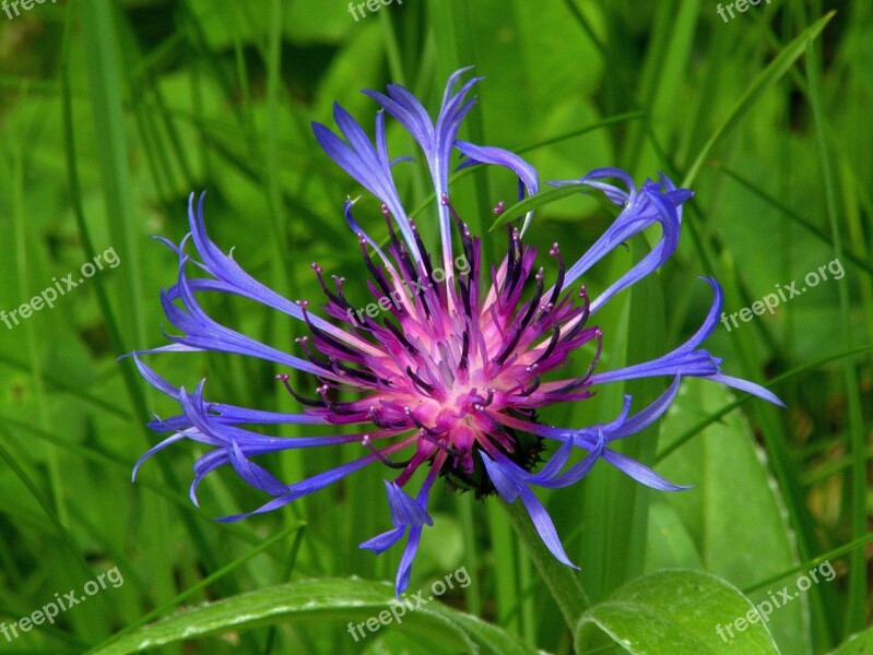 Cornflower Purple Floral Plant Bright