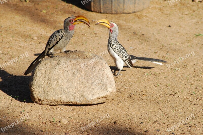 Birds Africa Breakfast Parts Large Beak