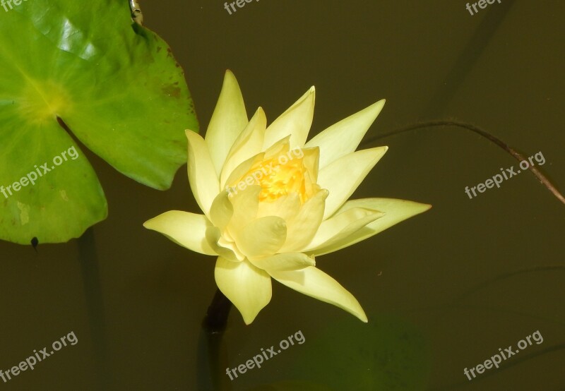 Water Lily Yellow Flower Aquatic Water