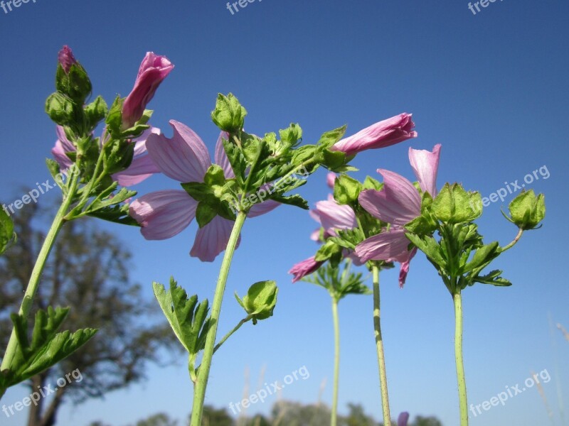 Malva Alcea Greater Mask-mallow Vervain Mallow Cut-leaved Mallow Hollyhock Mallow