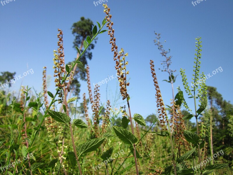 Teucrium Scorodonia Wood Sage Woodland Germander Plant Flora