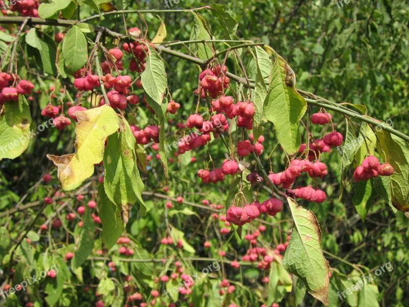 Euonymus Europaeus Spindle European Spindle Common Spindle Tree