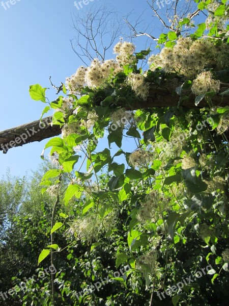 Clematis Vitalba Old Man's Beard Traveller's Joy Clematis Plant