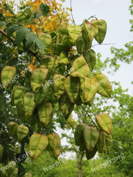 Koelreuteria Paniculata Goldenrain Tree China Tree Pride Of India Varnish Tree