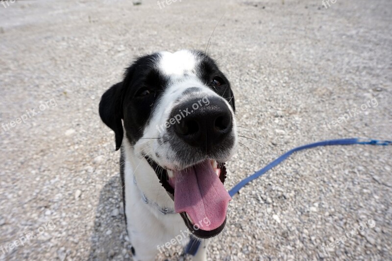 Dog Happy Pet Cute Young