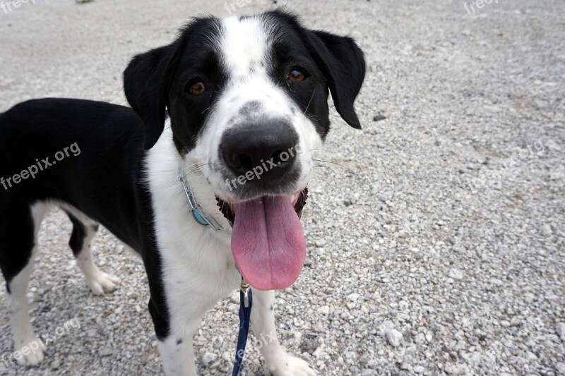 Dog Happy Pet Cute Young