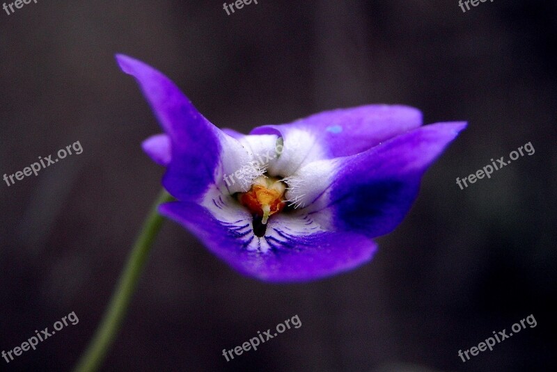 Violet Flower Spring Flowers Nature