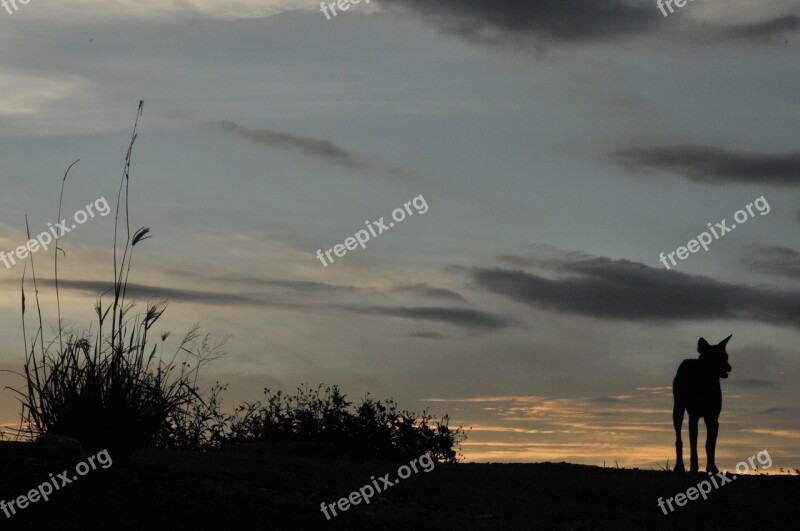 Dog The Evening Sun Lonely Free Photos